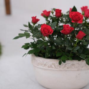 ミニバラ 鉢植え ギフト 赤 黄 ピンク 寄せ...の詳細画像3