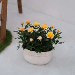 ミニバラ 鉢植え ギフト 赤 黄 ピンク 寄せ...の詳細画像5