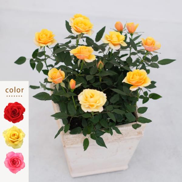 ミニバラ 鉢植え ギフト 赤 黄 ピンク 寄せ植え 誕生日 お祝い 母 花 四季咲き リエール・スク...