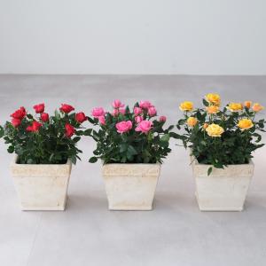 ミニバラ 鉢植え ギフト 赤 黄 ピンク 寄せ...の詳細画像4