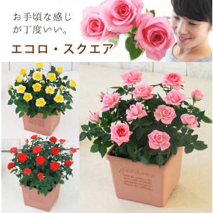 母の日 ミニバラ 鉢植え ギフト 赤 黄 ピンク 寄せ植え 誕生日 お祝い 母  花 四季咲き エコロ・スクエア