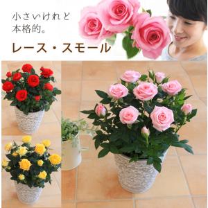 遅れてごめんね 母の日 ミニバラ 鉢植え ギフト 赤 黄 ピンク 寄せ植え 誕生日 お祝い 母  花 四季咲き レース・スモール