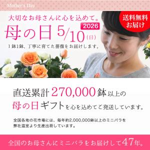 遅れてごめんね 母の日 ラブリーモア ミニバラ...の詳細画像1