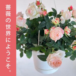 遅れてごめんね 母の日 ラブリーモア ミニバラ...の詳細画像4