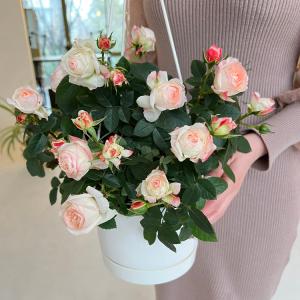 遅れてごめんね 母の日 ラブリーモア ミニバラ...の詳細画像5