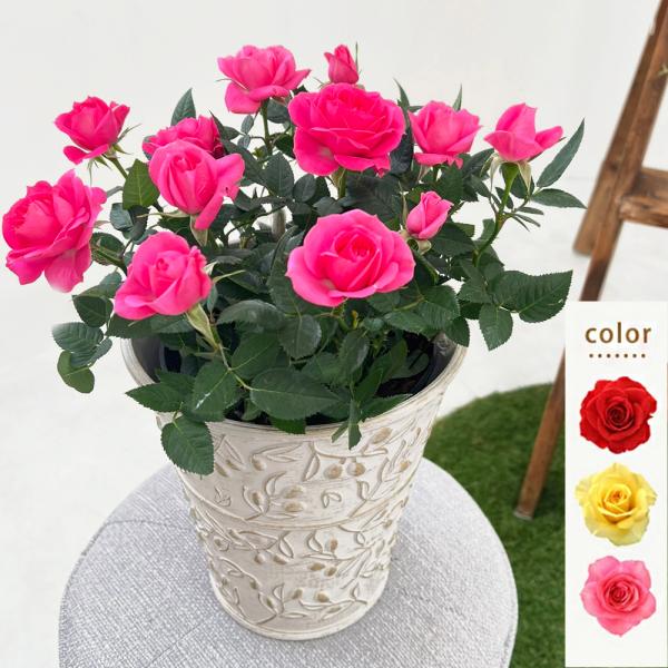 ミニバラ 鉢植え ギフト 赤 黄 ピンク 誕生日 お祝い 母 花 四季咲き 幸福の鉢 オリーブ柄6号