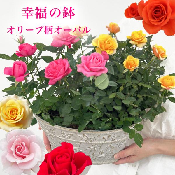 ミニバラ 鉢植え ギフト 赤 黄 ピンク 誕生日 お祝い 母 花 四季咲き 幸福の鉢 オリーブ柄オー...