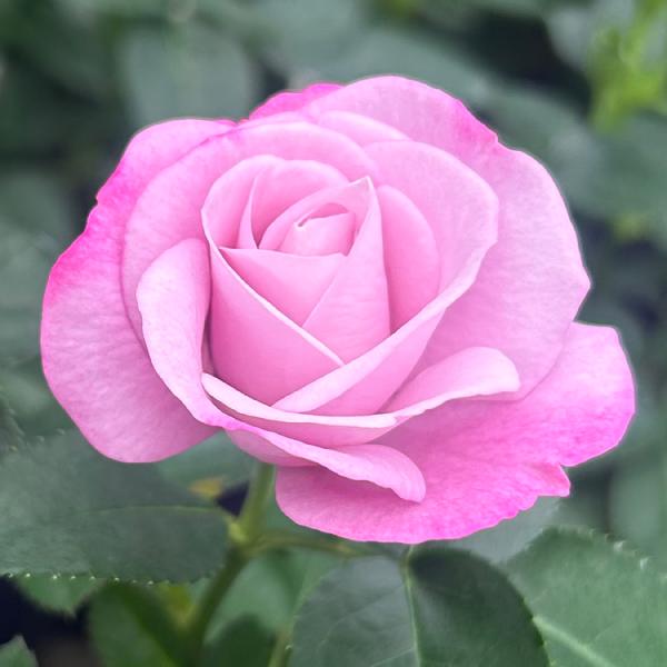 ミニバラ 苗 品種 紫 香り バラ 花 中大輪 四季咲き 乙女心 4号 ライラックカラー