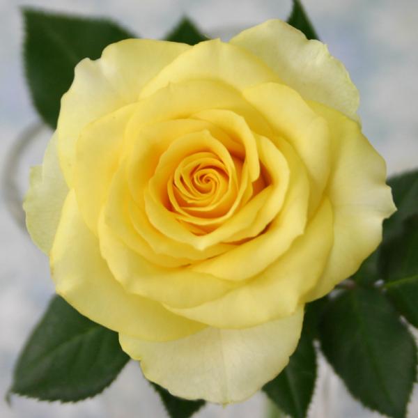 ミニバラ 苗 品種 黄 花 中大輪 四季咲き サニービーチ・フォーエバー 4号