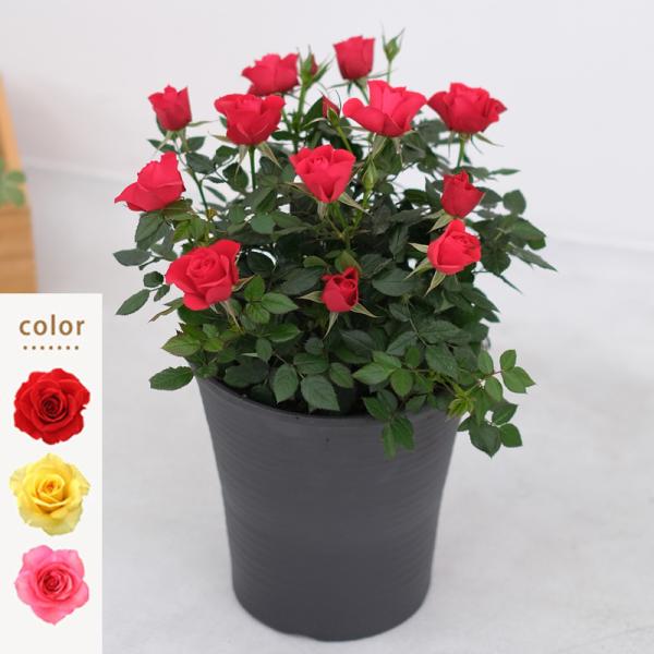 ミニバラ 鉢植え ギフト 赤 黄 ピンク 寄せ植え 誕生日 お祝い 母 花 四季咲き トゥジュール