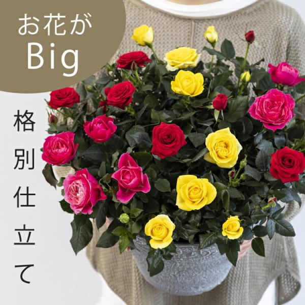 ミニバラ 鉢植え ギフト 赤 黄 ピンク 寄せ植え 誕生日 お祝い 母 花 中大輪 四季咲き ウェル...