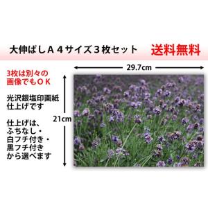 大伸ばしプリント A4サイズ 3枚セット デジ...の詳細画像1