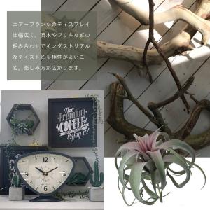 アーティフィシャル エアープランツ 造花 イン...の詳細画像4