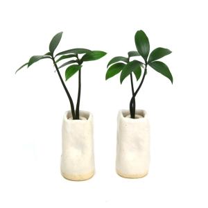 土なし　清潔　水やり簡単　『良縁を結ぶ梛(ナギ)の木』と　陶房「うさぎ庵」特製　『陶製角筒水盆器』　2個セット