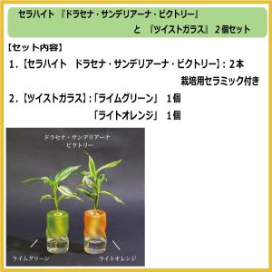 土なし 清潔 水やり簡単 セラハイト 幸福の木...の詳細画像1