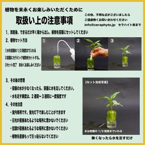 土なし 清潔 水やり簡単 セラハイト 幸福の木...の詳細画像2