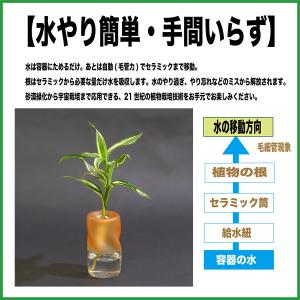 土なし 清潔 水やり簡単 セラハイト 幸福の木...の詳細画像3