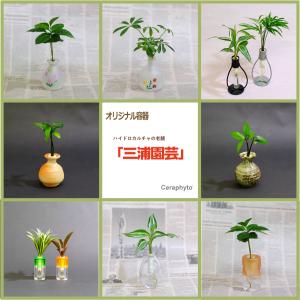 土なし 清潔 水やり簡単 セラハイト 幸福の木...の詳細画像4