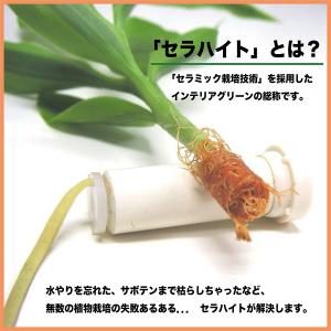 土なし 清潔 水やり簡単 セラハイト 幸福の木...の詳細画像5