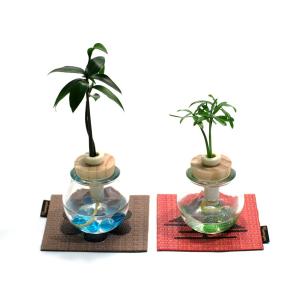 木 槇の商品一覧 通販 Yahoo ショッピング