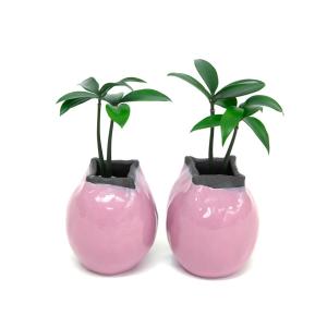 恋愛運アップの観葉植物の商品一覧 通販 Yahoo ショッピング