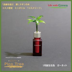 「コスメ風ミニボトル　1月誕生石色　ガーネット」と「土なし・清潔・水やり簡単　セラハイト　ミニチュア観葉植物　ピコツリー　ナギの木」