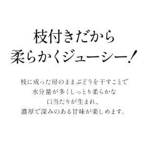 枝付きレーズン トンプソン 100g×3P[常...の詳細画像4