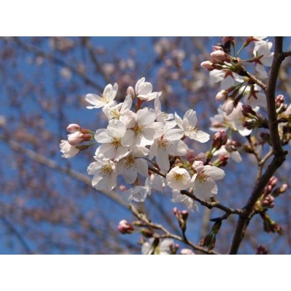 盆栽 (DIY・工具・ガーデン) 桜といえば 染井吉野桜 盆栽 鉢花 染井吉野桜 盆栽 鉢花