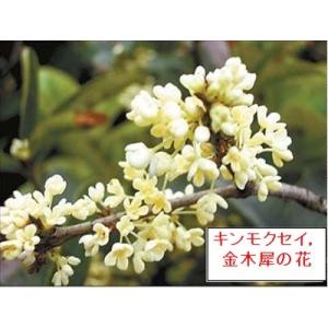 極上　桂花烏龍茶、桂花ウーロン茶３０ｇ（便利な化粧プチ５gパックで６袋入）
