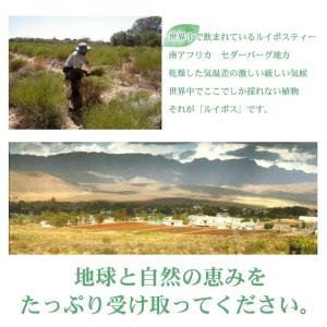 グリーンルイボスティー 100包 ティーバッグ...の詳細画像4