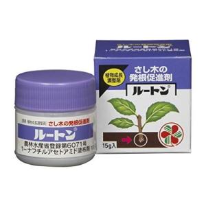 ルートン サボテン 多肉植物 の商品一覧 花 ガーデニング 通販 Yahoo ショッピング