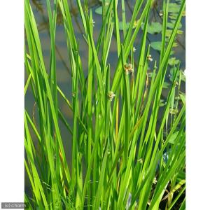 （ビオトープ）水生植物　カンガレイ（１ポット）　抽水植物　日本産水草（休眠状態）