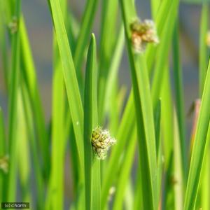 (ビオトープ)水生植物 カンガレイ(1ポット)...の詳細画像1