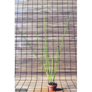 (ビオトープ)水生植物 カンガレイ(1ポット)...の詳細画像2