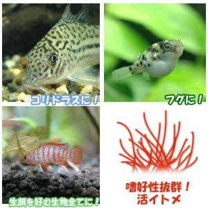 (生餌)死着保証なし イトメ(国産)イトミミズ/...の商品画像
