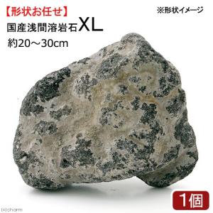 形状お任せ　浅間溶岩石　ＸＬサイズ（約２３〜３０ｃｍ）　１個　アクアリウム　テラリウム　レイアウト素材