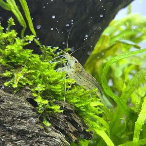 (エビ)ヤマトヌマエビ 国産(10匹)(+1割...の詳細画像1