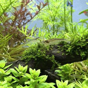 (エビ)ヤマトヌマエビ 国産(10匹)(+1割...の詳細画像2