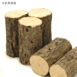 コナラ産卵木 細目 2本 昆虫 クワガタ用の詳細画像1