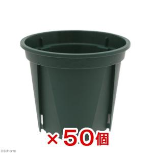 スリット鉢　ＥＵＰＯＴ　６ｃｍ　モスグリーン×５０個