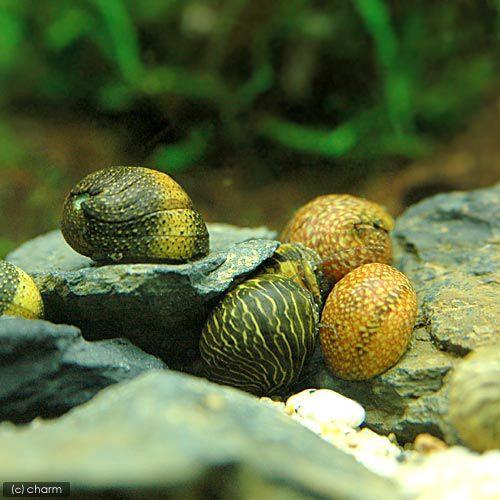 （エビ・貝）カラー石巻貝（４匹）　北海道・九州航空便要保温