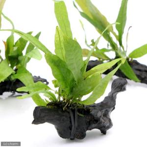 ミクロソリウム活着済み流木 チャーム（charm） （水草）☆活着済☆ ミクロソリウム プテロプス付