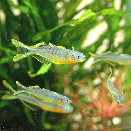 （熱帯魚）ポポンデッタ・フルカタ（４匹）　北海道航空便要保温