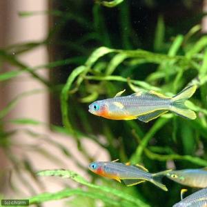 (熱帯魚)ポポンデッタ・フルカタ(4匹) 北海...の詳細画像1
