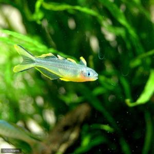 (熱帯魚)ポポンデッタ・フルカタ(4匹) 北海...の詳細画像2