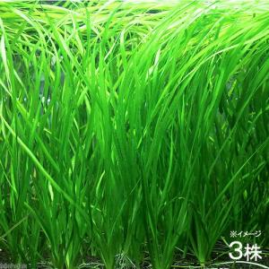 無農薬】ミクロソリウム本ナローリーフ ミニ溶岩石付き : AtWell