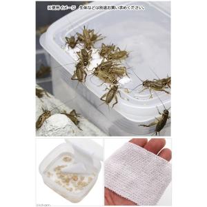 コオロギ給水器 コオロギ 水やり器 水分補給の詳細画像1