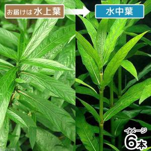 （水草）ハイグロフィラ　サリチフォリア（水上葉）（無農薬）（６本）｜chanet