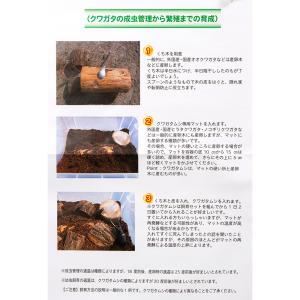 クワガタ産卵飼育 5点セットの詳細画像2
