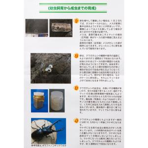 クワガタ産卵飼育 5点セットの詳細画像3